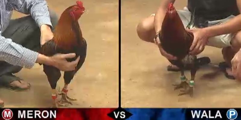 Hướng dẫn cách tính tỷ lệ kèo đá gà 